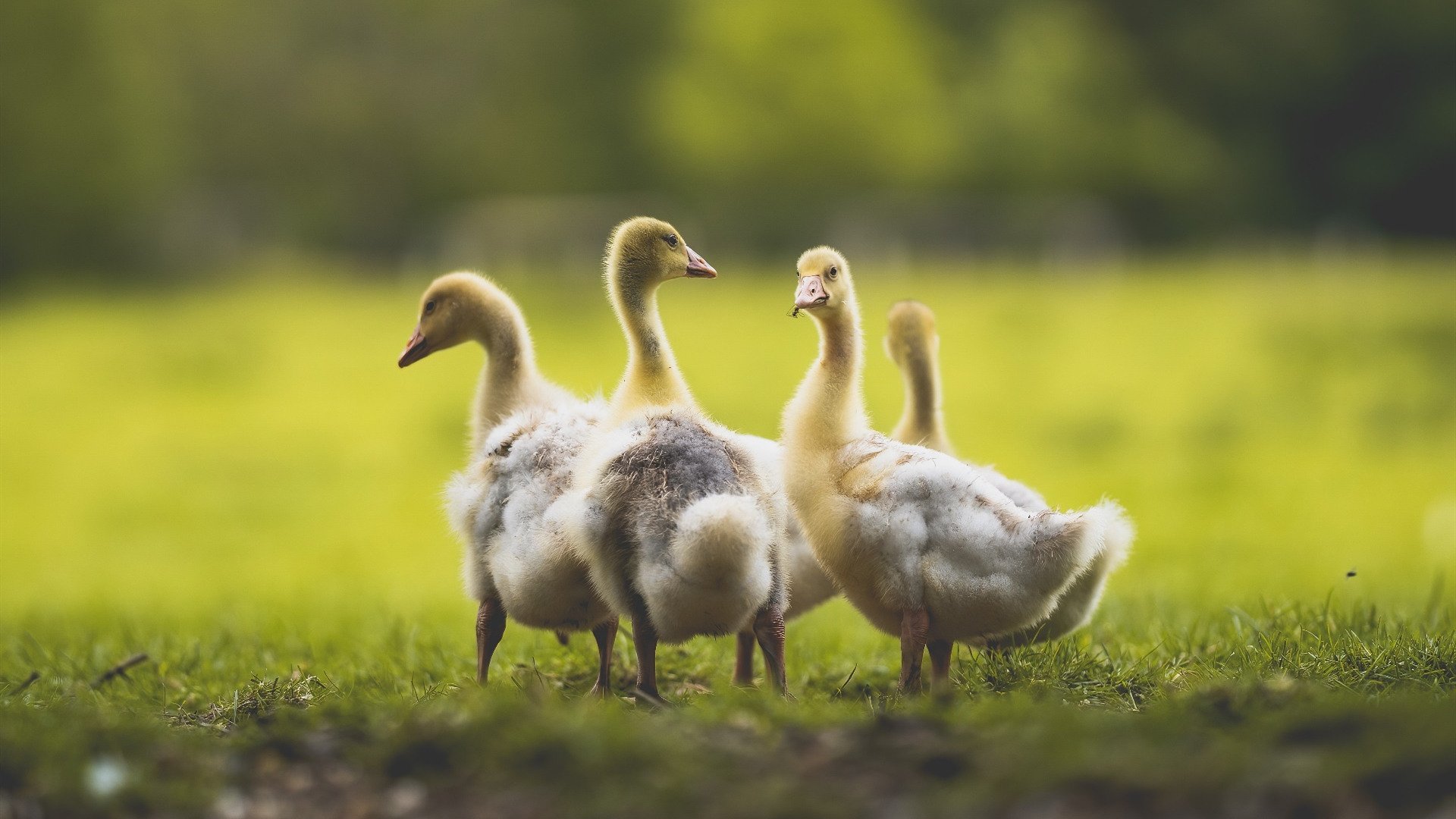 双线狂飙,F1揭幕战引擎轰鸣与国王压哨绝杀的体育交响曲