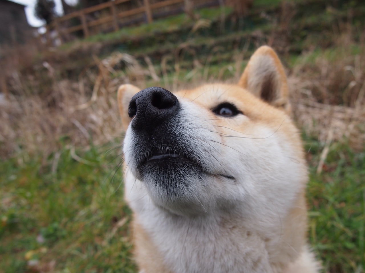 戈贝尔法则,当辽宁遇上雄鹿,唯一主宰比赛的无声棋手