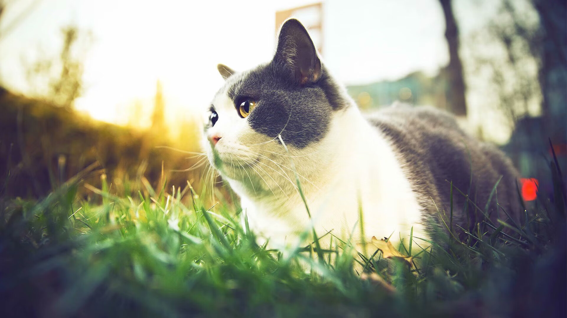 蓝海中的一抹猩红，巴雷拉在G组风暴眼里，用一场现象级表演为葡萄牙王冠镶嵌最璀璨的宝石